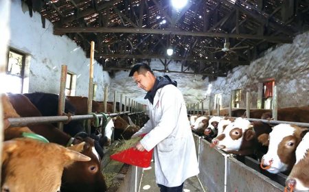 95后“金饭碗”不要，回乡创业养牛新篇章：沼气双膜气柜助力环保又赚钱